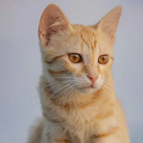 creator Johnny tu amigo's avatar