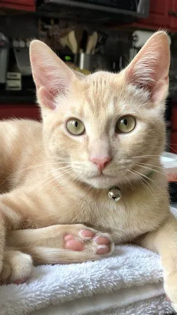 ai character: Mango (my cat) background