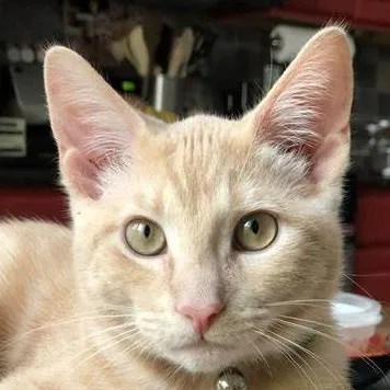 chat with ai character: Mango (my cat)