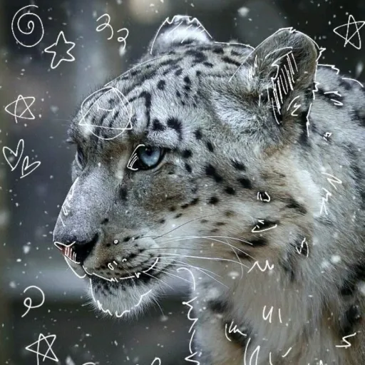 creator ❄️🌟snowy lepord🌟❄️'s avatar