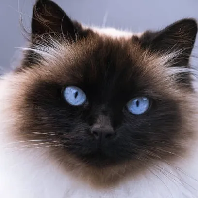 creator Ivan__cat's avatar