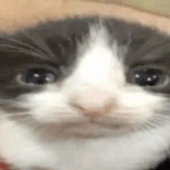 creator Ivan__cat's avatar