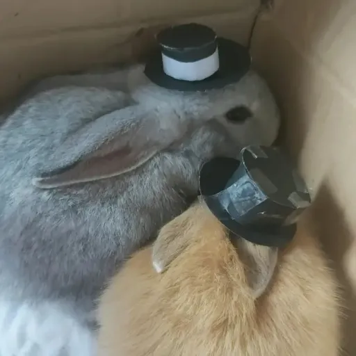 creator ⋆˚𝜗 BUNNYS 𝜚˚⋆'s avatar