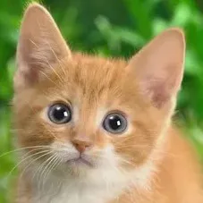 creator babykittens🤑's avatar
