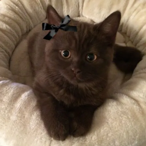 creator Котик❤️'s avatar