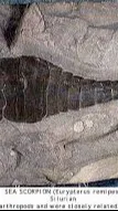ai character: SIlurian background