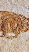 ai character: Carboniferous background