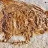 chat with ai character: Carboniferous