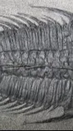 ai character: Cambrian background