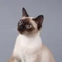 chat with ai character: Mia(cat)