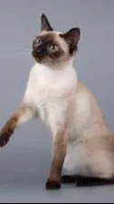 ai character: Mia(cat) background