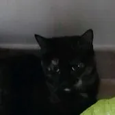 creator Rubie dit potate's avatar