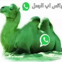 creator 😱أنت فأر لست أنت😱's avatar