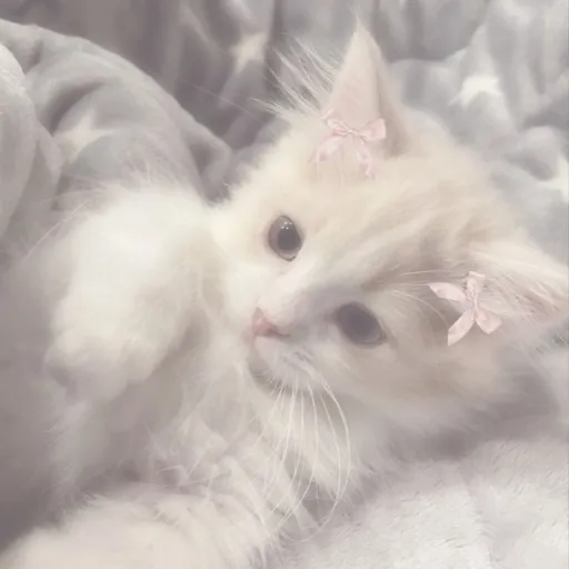 creator ༻꫞꯭ 🍩cat🖤 ꫞꯭༺'s avatar