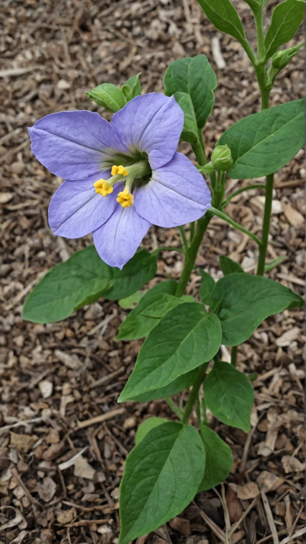 ai character: Rose of night sun. background