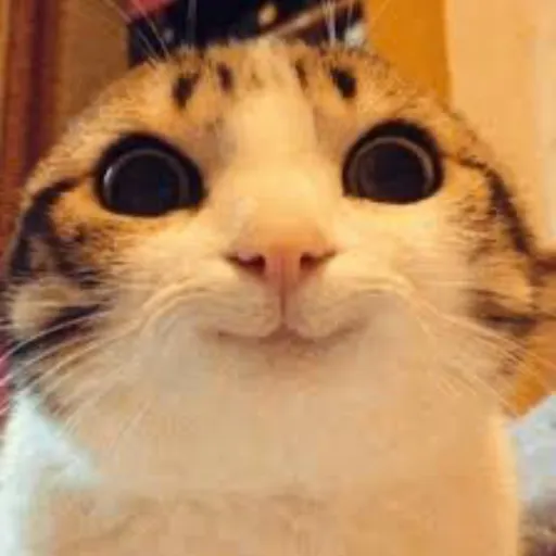 creator Kitty UIA's avatar