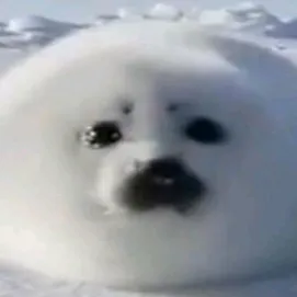 creator ⚡🌀🦭seals🦭🌀⚡'s avatar