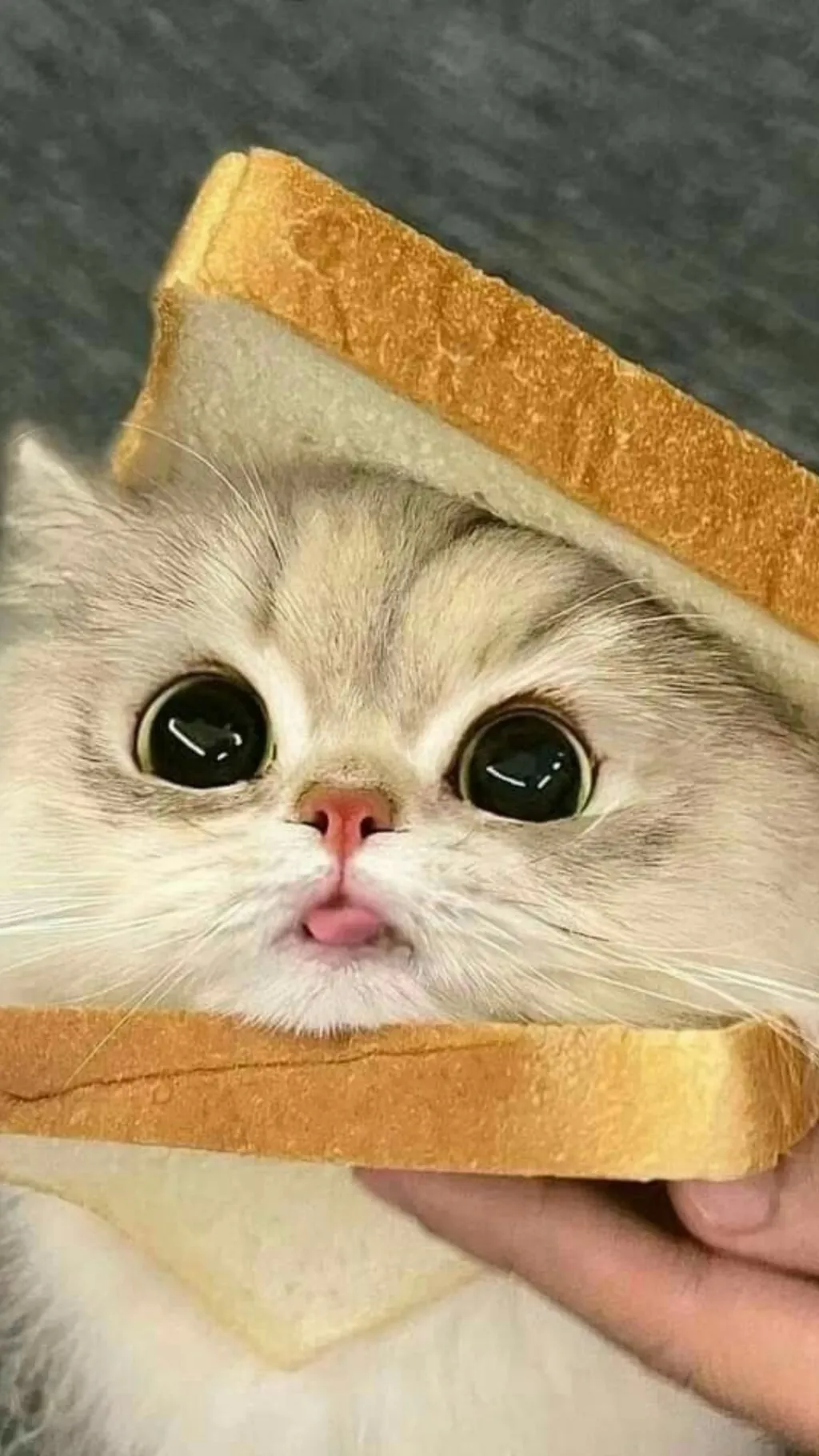 ai character: Mino background