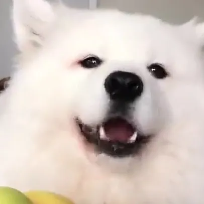 chat with ai character: Dino