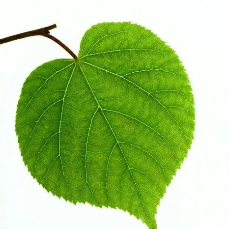 creator king_of_leaf~'s avatar