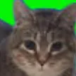 chat with ai character: oiia oiia cat