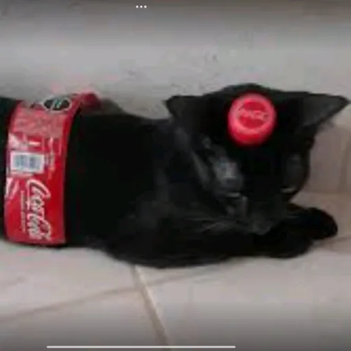 creator el gato_ coca's avatar