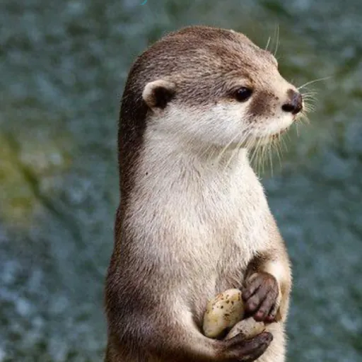 creator Otters are cute's avatar