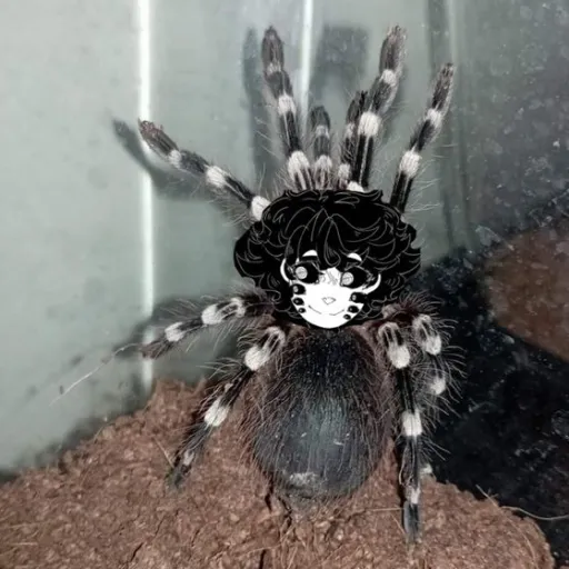 creator Via/Azr/1x/YX/Taph's avatar