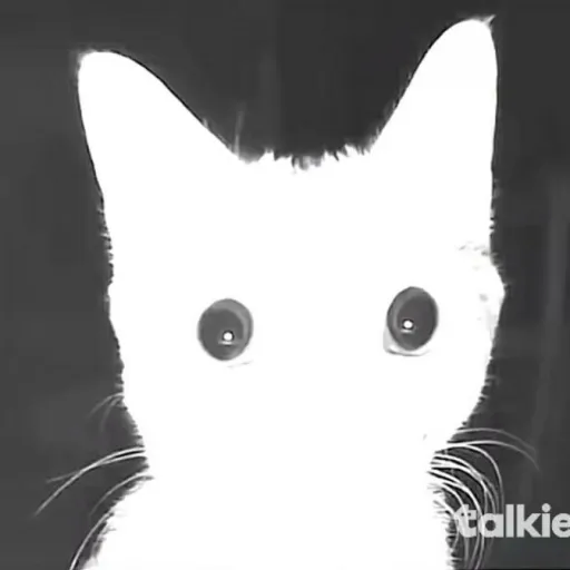 creator the silly kitty's avatar
