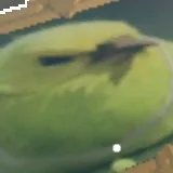 creator ball bird's avatar