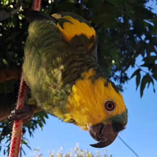 creator pan de crema's avatar