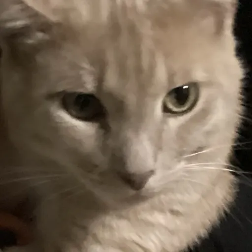 creator Demonslayerisgreat's avatar