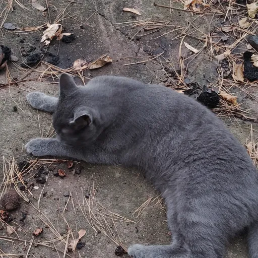 creator wolflover4's avatar