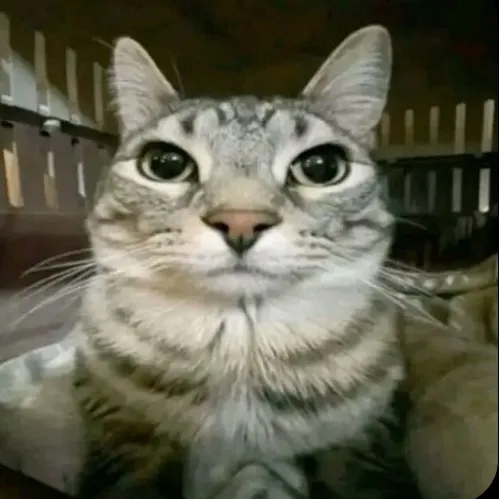 comment user avatar