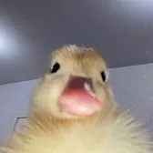 creator my duckie's avatar