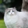 chat with ai character: Your a cat