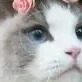 chat with ai character: Your a cat three