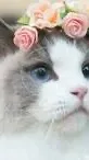 ai character: Your a cat three background