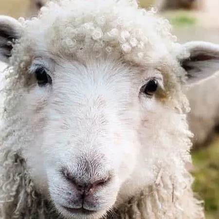 creator sheepinator's avatar