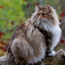 creator Warrior Cats rule!'s avatar