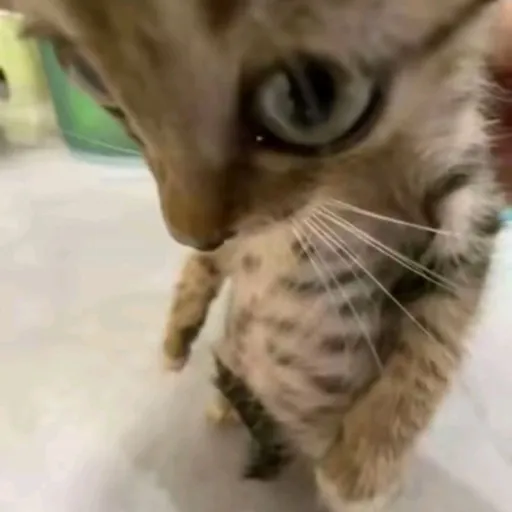 creator ✨your local cat:b's avatar