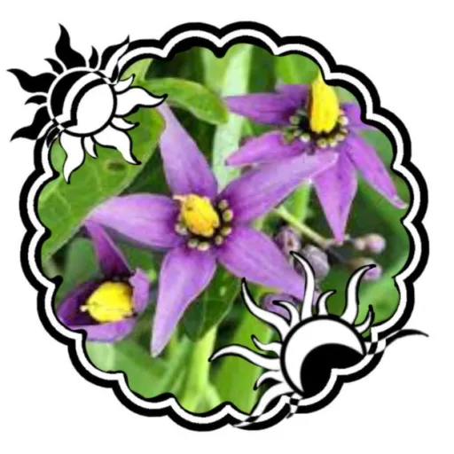 creator Shaded'pelt's avatar