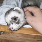 creator ferret :3's avatar