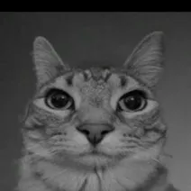 creator 😺cat44🐈's avatar