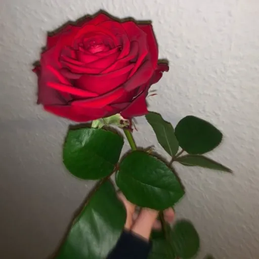 creator Rose petal ~🌹's avatar