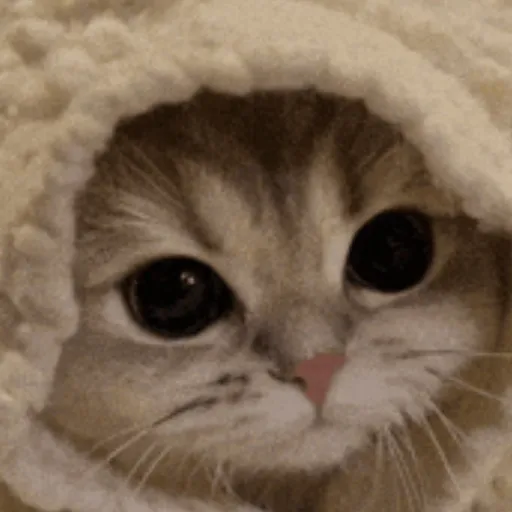 creator Meow Mansion's avatar
