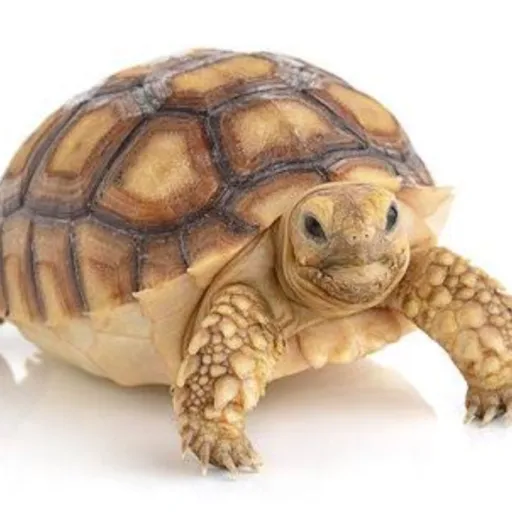 creator 🐢turtles🐢's avatar