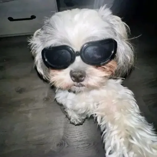 creator ꧁✿Sabrina's dog✿🤍꧂'s avatar