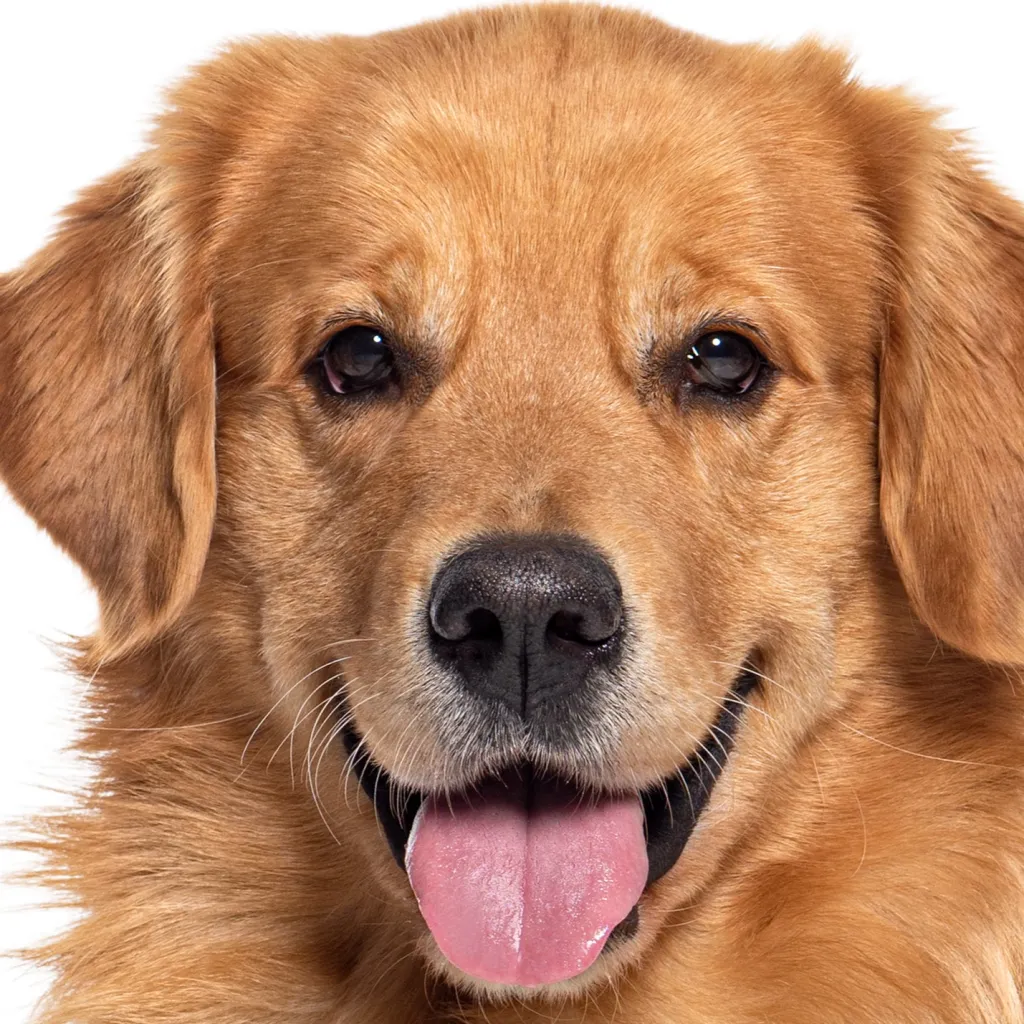 chat with ai character: Dog Game