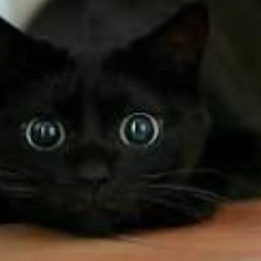 creator cutiepie471674.124's avatar